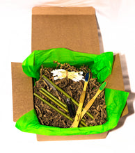 Load image into Gallery viewer, Eco Packs - Duo Eco